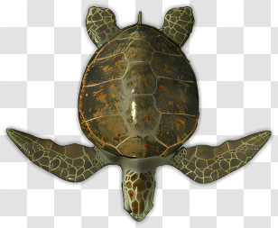 Top View - Green Sea Turtle From Top View Transparent PNG
