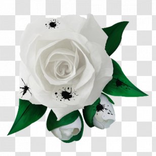 Garden Roses Rosa Chinensis Xd7 Alba White - Rose Flower Transparent PNG