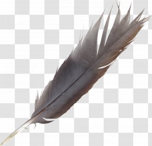 Bird Feather Quill Wing Transparent PNG