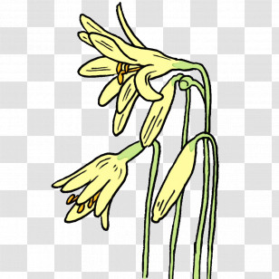 Floral Design Transparent PNG