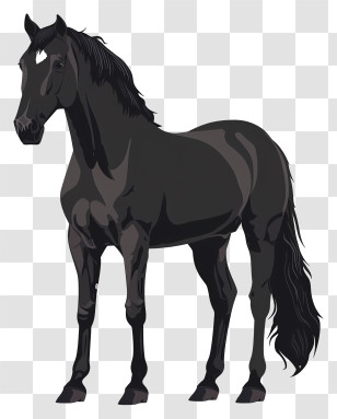 Black Horse - Majestic Realistic Black Horse Illustration Transparent PNG