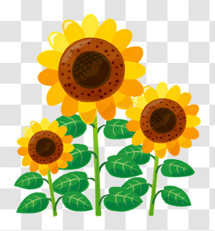 Flower - Cute Cartoon Sunflowers With Green Leaves Transparent PNG