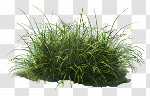 Meadow Grass - Lush Green Grass Patch Illustration Transparent PNG