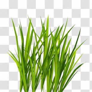 Clip Art - Chrysopogon Zizanioides - Green Grass Transparent PNG