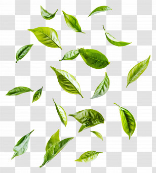 Flying Leaf - Fresh Green Tea Leaves Falling Illustration Transparent PNG
