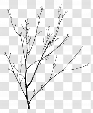 Frost Winter - Bare Tree Branch Illustration Transparent PNG
