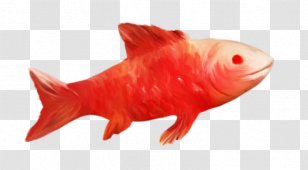 Goldfish Fauna - Fish Transparent PNG