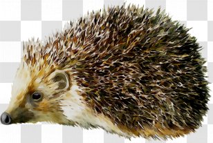 Hedgehog Clip Art Transparency Image - Monotreme - Erinaceidae Transparent PNG