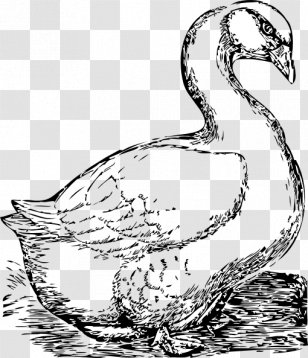 Goose Bird Drawing Clip Art - Tree Transparent PNG