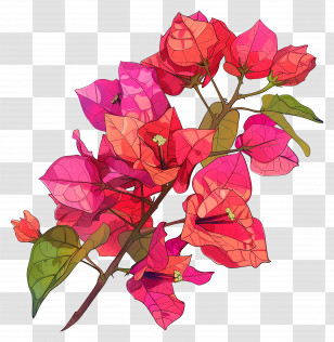Bougainvillea Flower - Vibrant Bougainvillea Branch With Pink Petals Transparent PNG