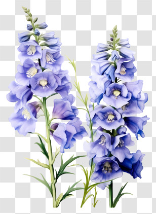 Delphinium Flower Art - Vivid Shades Of Purple Larkspur Flower Illustration Transparent PNG