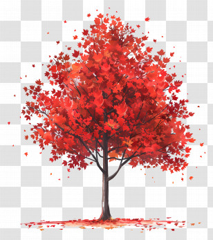 Maple Tree - Beautiful Autumn Red Tree Transparent PNG
