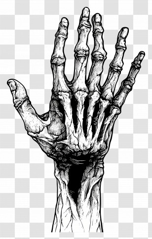 Zombie Hand - Bony Skeleton Hand Transparent PNG