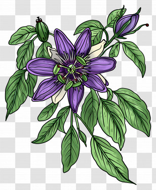 Blooming Flower - Purple Passionflower With Green Leaves Illustration Transparent PNG