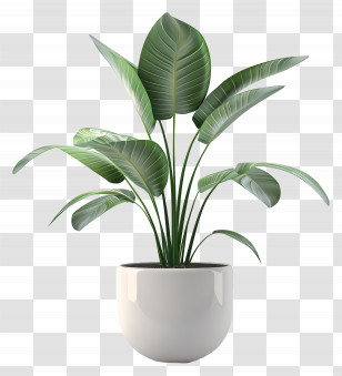 Indoor House Plant - Modern Potted Houseplant With White Pot Transparent PNG