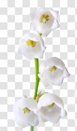 Lily Of The Valley Lilium Candidum Flower Clip Art - Plant Stem Transparent PNG