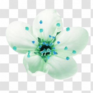 Flower Petal Blume - Turquoise Transparent PNG