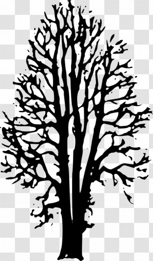 Twig The Country Beyond Forests Ophelia: Afterworld Book One Drawing Clip Art - Beech Tree Transparent PNG