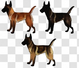 German Shepherd Malinois Dog Kunming Wolfdog Belgian Breed - Like Mammal Transparent PNG