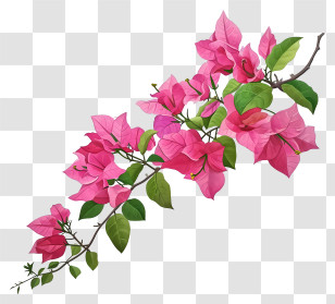 Vector Draw Design - Pink Bougainvillea Flowers Transparent PNG