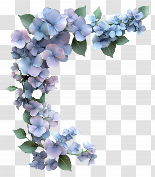 Hydrangea - Beautiful Blue And Purple Floral Decoration Transparent PNG