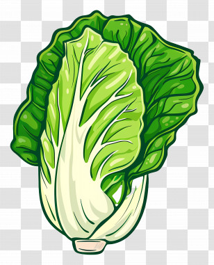 Chinese Cabbage - Green Romaine Lettuce Illustration Transparent PNG