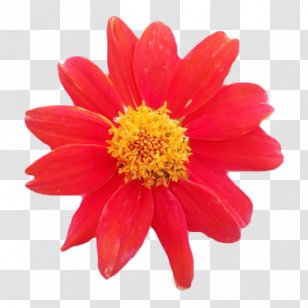 Chrysanthemum Marguerite Daisy Transvaal Dahlia Cut Flowers - Flowering Plant Transparent PNG