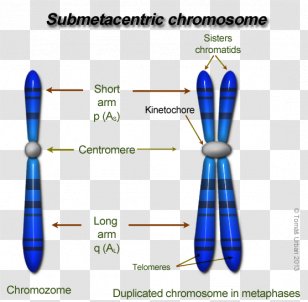 Eukaryotic Chromosome Structure Chromatin Chromatid DNA Condensation ...