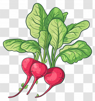 Radishes - Fresh Radishes With Leaves Illustration Transparent PNG