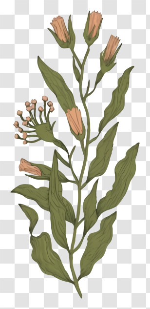 Flower - Illustration Of A Plant With Flowers Transparent PNG