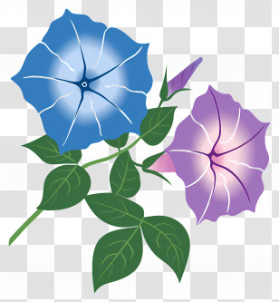 Morning Glory Flowers - Blue And Purple Flowers Transparent PNG