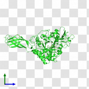 Chitinase Serratia Marcescens Polysaccharide Wikipedia - Organism - Heart Transparent PNG