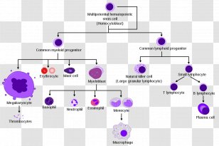 White Blood Cell Type Red - Text - Pathway Transparent PNG