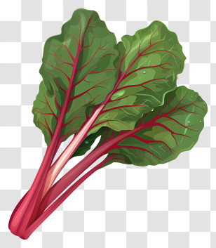 Chard - Fresh Chard Leaves Illustration Transparent PNG