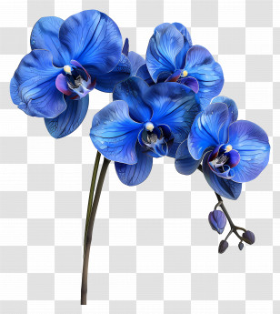 Orchid Flower - Beautiful Blue Orchid Flower Illustration Transparent PNG