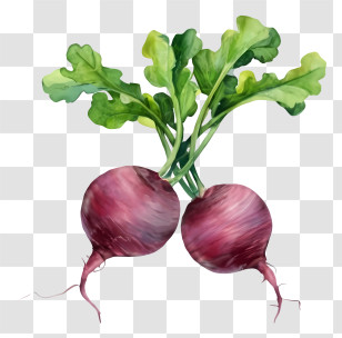 Beetroot - Beetroot With Leaves Transparent PNG