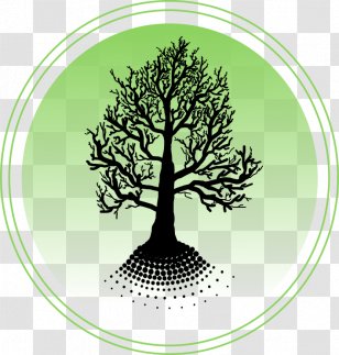 Pine Circle Pinaceae Font - Woody Plant Transparent PNG