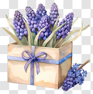 Grape Hyacinth - Gift Box With Purple Flowers Transparent PNG