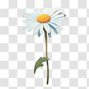 Daisy Flower - Daisy Flower Illustration Transparent PNG