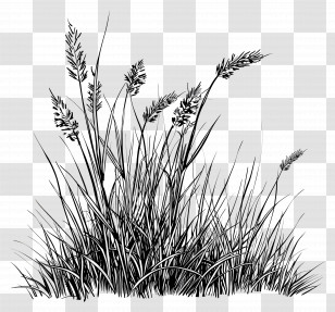 Grass - Wild Grass Blades Transparent PNG