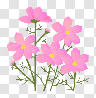Flower - Pink Cosmos Flowers Illustration With Stems Transparent PNG