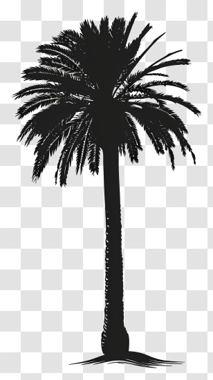 Palm Tree Silhouette - Black Silhouette Of Palm Tree Transparent PNG