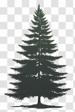 Pine Tree Silhouette - Green Conifer Tree Silhouette Illustration Transparent PNG