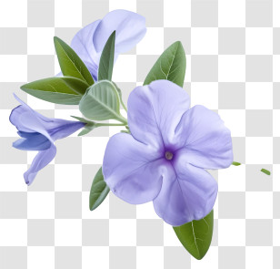 Elegant Periwinkle Flower - Lovely Purple Periwinkle Flower With Leaves Transparent PNG