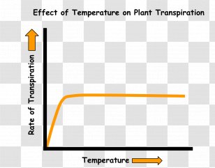 Transpiration Soil Temperature Water Stoma - Xylem Transparent PNG