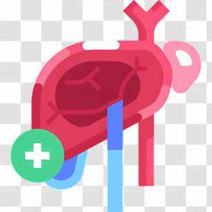 Liver - Heart Health Medical Icon Transparent PNG
