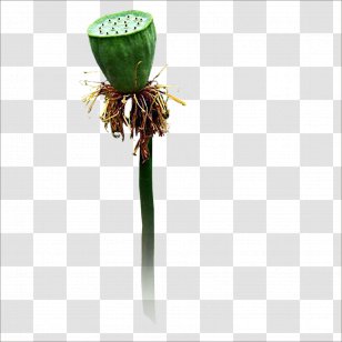 Lotus Seed Mooncake Nelumbo Nucifera Transparent PNG