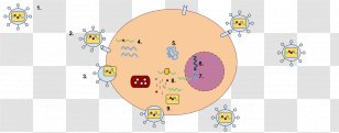 Lentivirus RNA Virus Reverse Transcriptase ARN Monocatenario Retrotranscrito Simian Foamy - Frame - Cartoon Of Ferocious Cells Transparent PNG