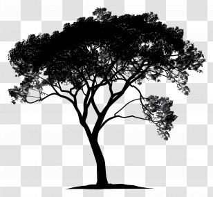Tree Silhouette - Beautiful Tree Silhouette Illustration Transparent PNG