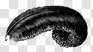Common Ostrich Feather Bird Clip Art - Boa Transparent PNG